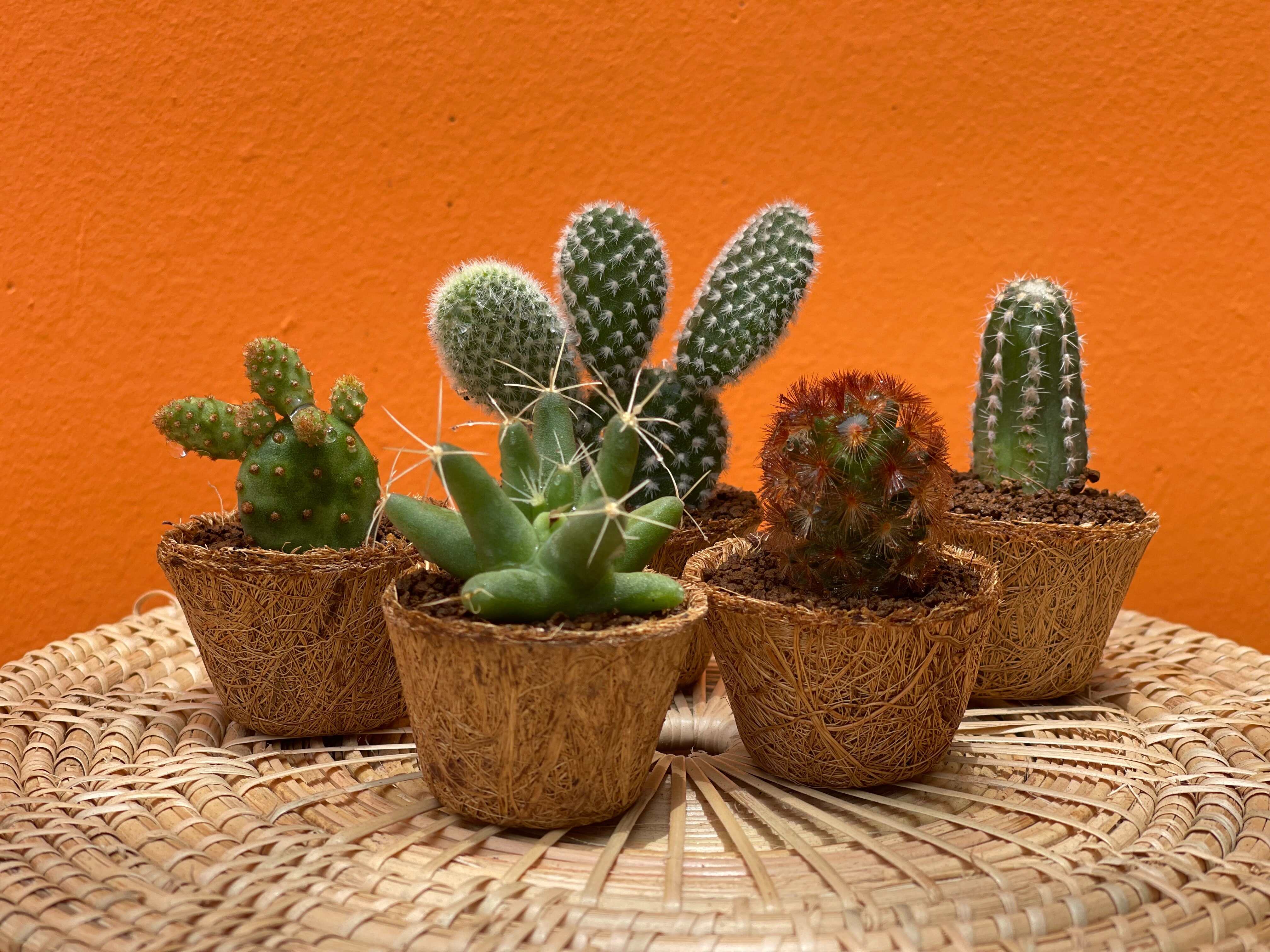 How to Ship Succulents and Cacti by Post or Courier